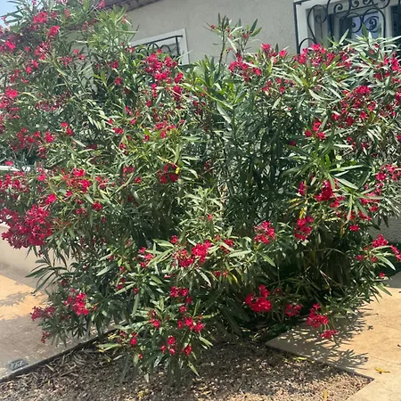 Azzurra فيلة سانت ماكسيم