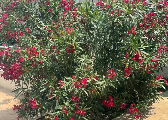 Azzurra ヴィラ サント・マキシム